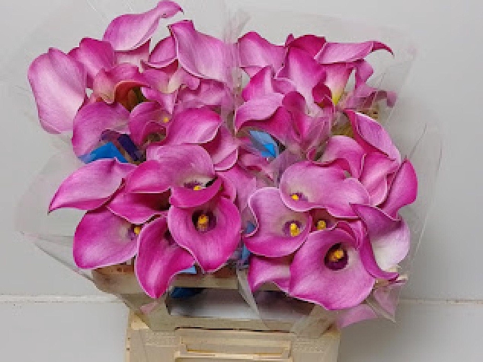 <h4>Calla Fantasia</h4>