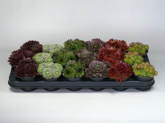 <h4>Sempervivum gemengd</h4>