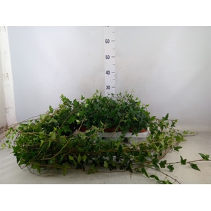 Hedera helix 'Shamrock'