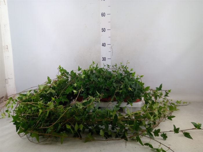<h4>Hedera helix 'Shamrock'</h4>