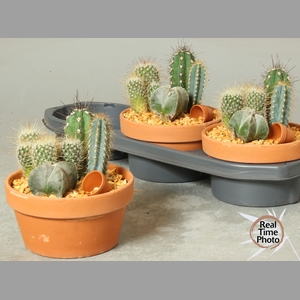 ARR CACTUS