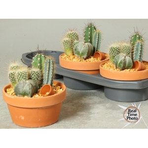 ARR CACTUS