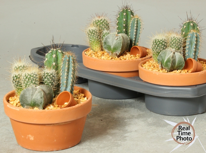 <h4>ARR CACTUS</h4>