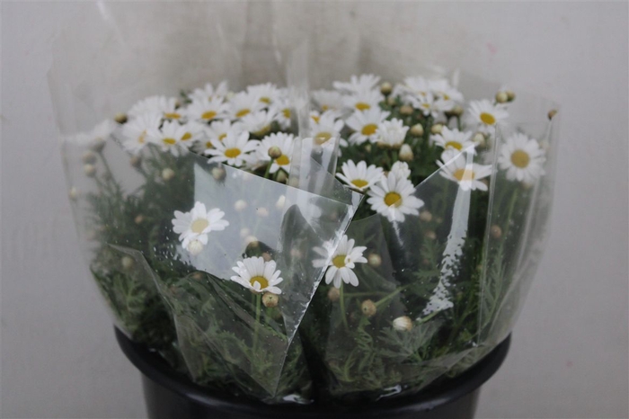 <h4>Margriet White Extra P Stem</h4>