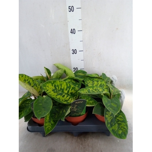Homalomena  'Camouflage'