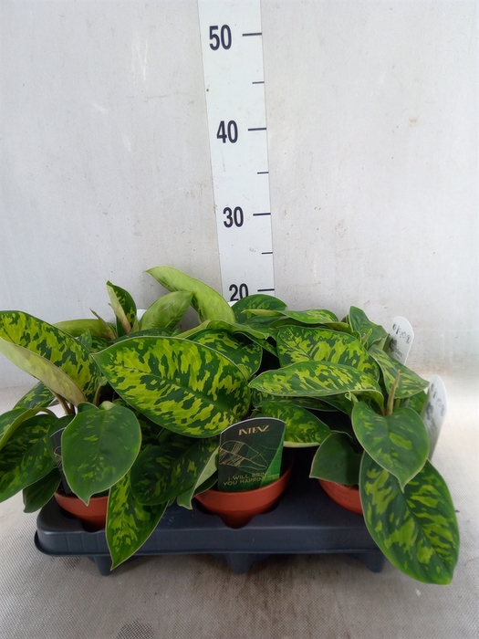 <h4>Homalomena  'Camouflage'</h4>