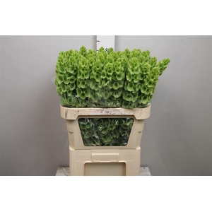 Moluccella Stuk