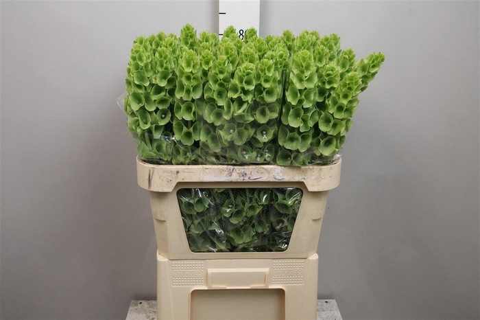 <h4>Moluccella Stuk</h4>