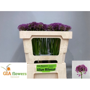 ALLIUM OV