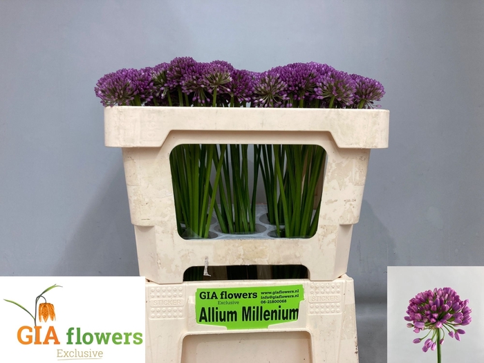 <h4>ALLIUM OV</h4>