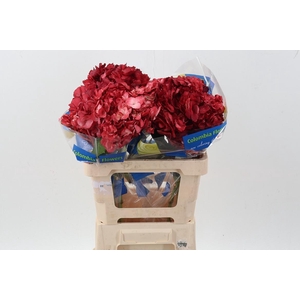 Hydr Burgundy Tinted Sel