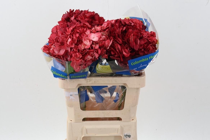 <h4>Hydr Burgundy Tinted Sel</h4>