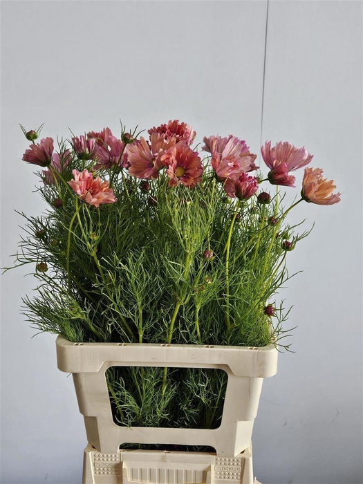 <h4>Cosmos Bipinnatus Zalm</h4>