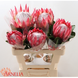 PROTEA CY MADIBA