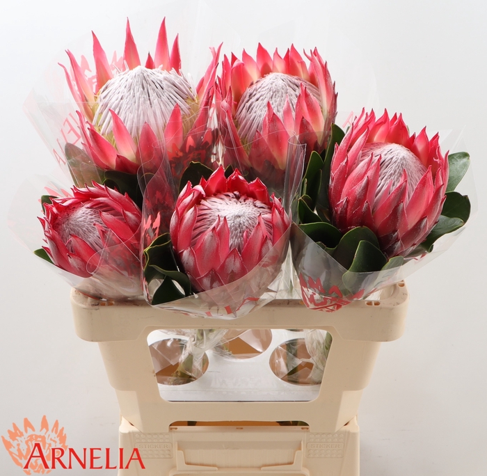 <h4>PROTEA CY MADIBA</h4>