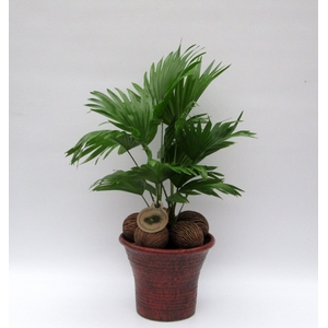 LIVISTONA ROTUNDIFOL