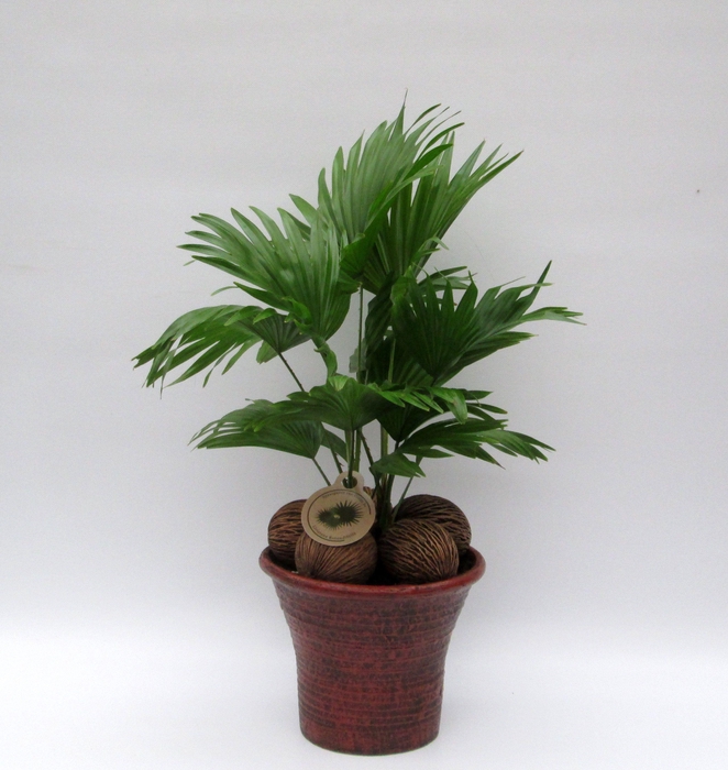 <h4>Livistona in hosta big bruin</h4>