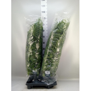 Nephrolepis   ...