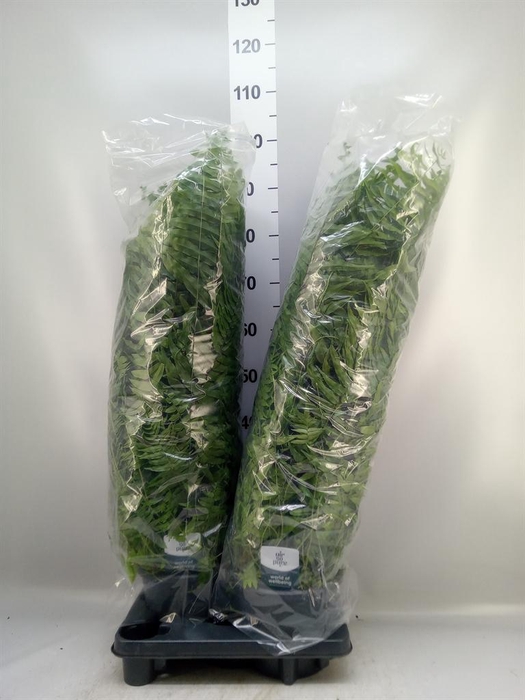 <h4>Nephrolepis   ...</h4>
