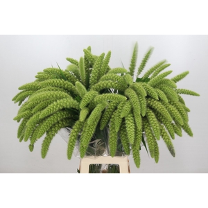 Setaria Italica Green Pearl