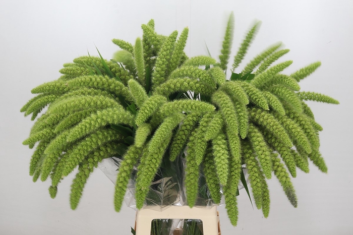 <h4>Setaria Italica Green Pearl</h4>