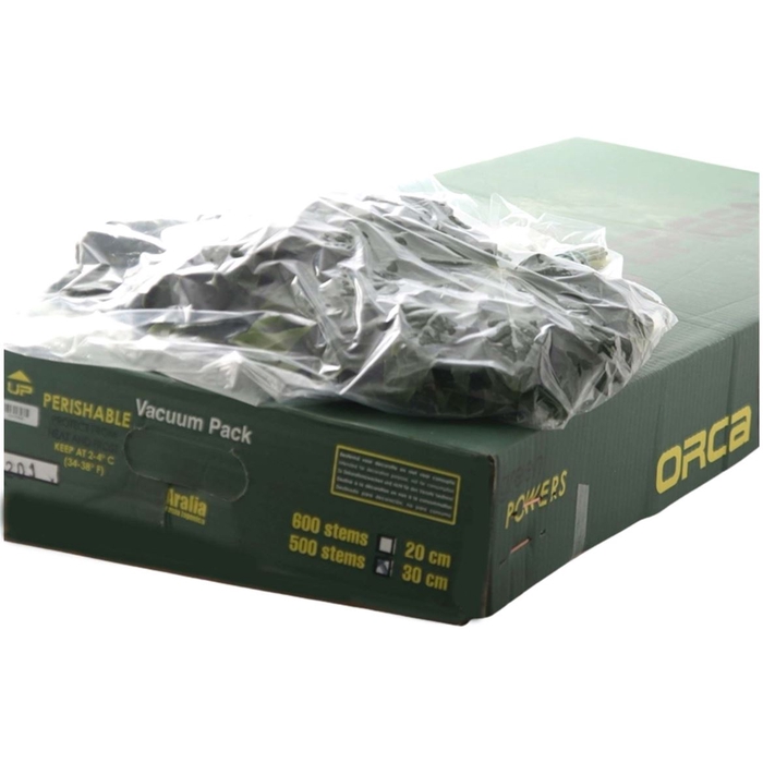 <h4>Aralia Vacuum Orca</h4>