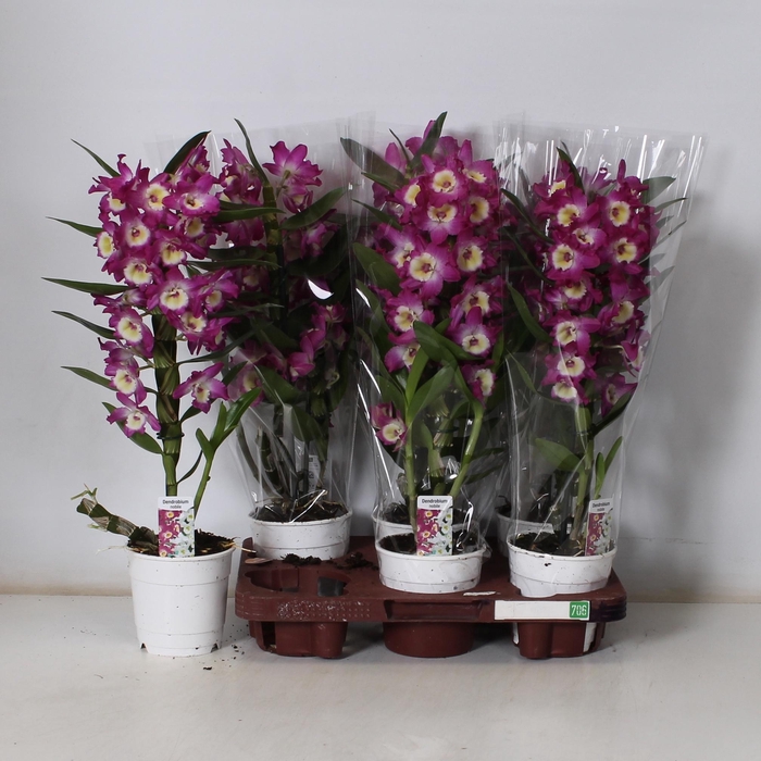 <h4>DEND NOBILE</h4>