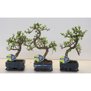 Portulacaria afra, 15 cm., shape, with drip tray