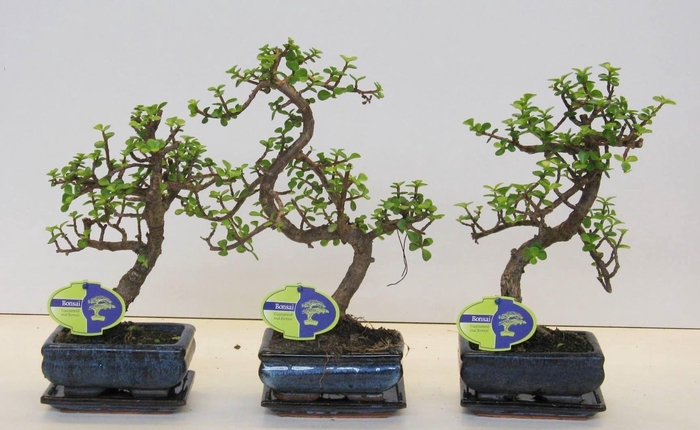 <h4>Portulacaria afra, 15 cm., shape, with drip tray</h4>