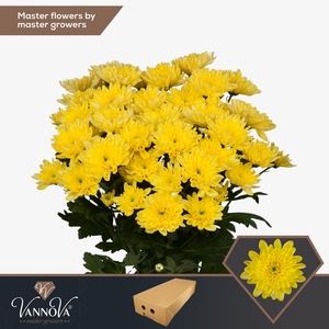 Chr T Baltica Yellow