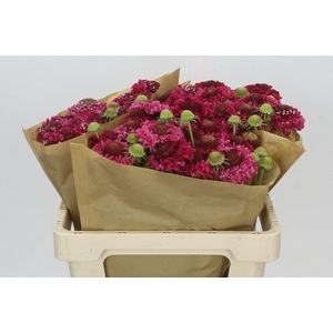 Scabiosa Scoop Marshmallow