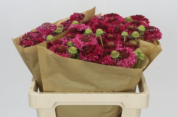 <h4>Scabiosa Scoop Marshmallow</h4>