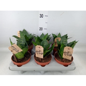 Sansevieria zeylanica