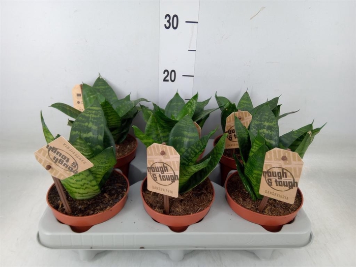 <h4>Sansevieria zeylanica</h4>