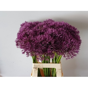 ALLIUM PURPLE RAIN