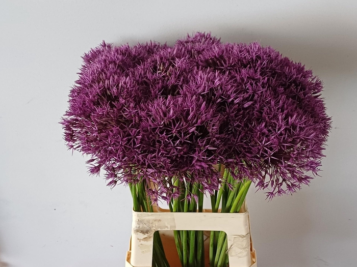 <h4>ALLIUM PURPLE RAIN</h4>