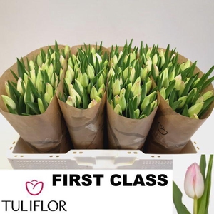 TU EN FIRST CLASS