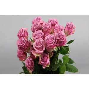 Rosa ec cool water