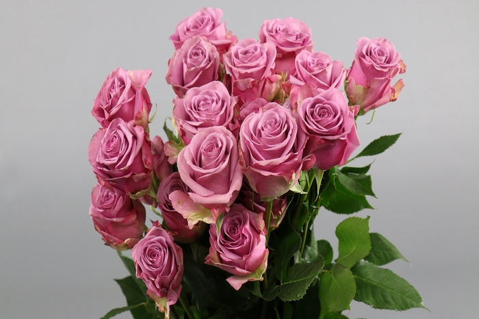 <h4>Rosa ec cool water</h4>