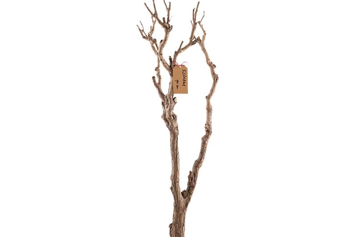 Syringa Branch Extra Eschard