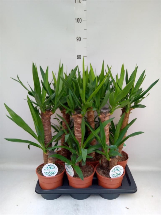 <h4>Yucca   ...</h4>