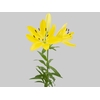 LIRIO LENTELLA 080 CM HT 2/3 FLS AMARELO
