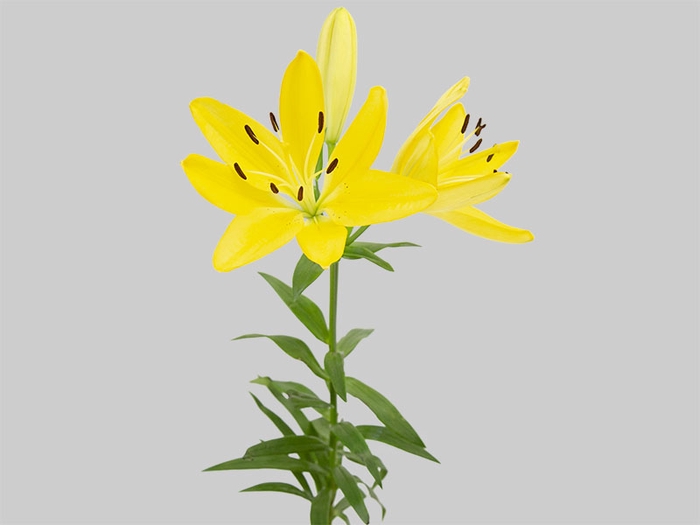 LIRIO LENTELLA 080 CM HT 2/3 FLS AMARELO