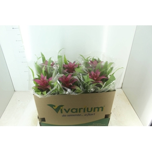 GUZMANIA VOILA P14