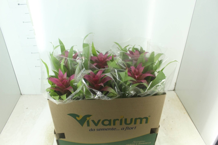 <h4>GUZMANIA VOILA P14</h4>