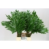 Philodendron Xanadu
