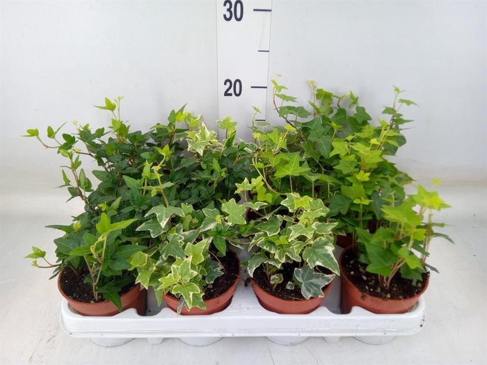 <h4>Hedera   ...mix</h4>