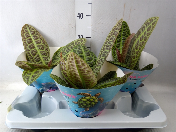 <h4>Labisia obtusifolia 'Kura Kura'</h4>