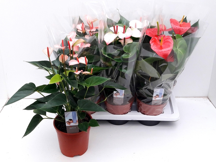 <h4>ANTHU AN GEM 3 KL</h4>