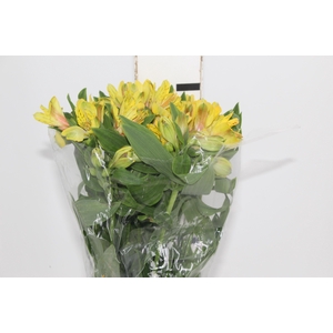 ALSTROEMERIA FLORIDA 080 CM